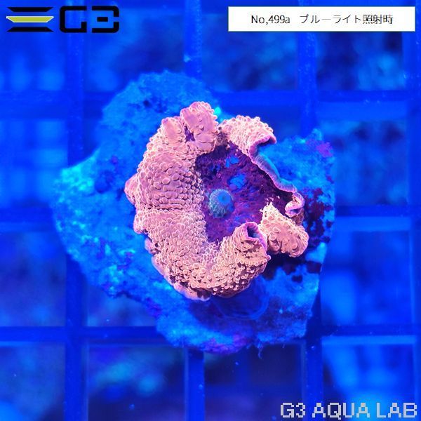 【g3aqualab】No，499a　ディスクコーラル　ゴールデンアップル 1個体