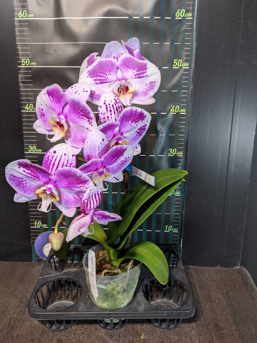 胡蝶蘭まつり最終回 どっしり系見ごたえアリ Phal Ben Yu Panda 1 開花中 ラン 売買されたオークション情報 Yahooの商品情報をアーカイブ公開 オークファン Aucfan Com