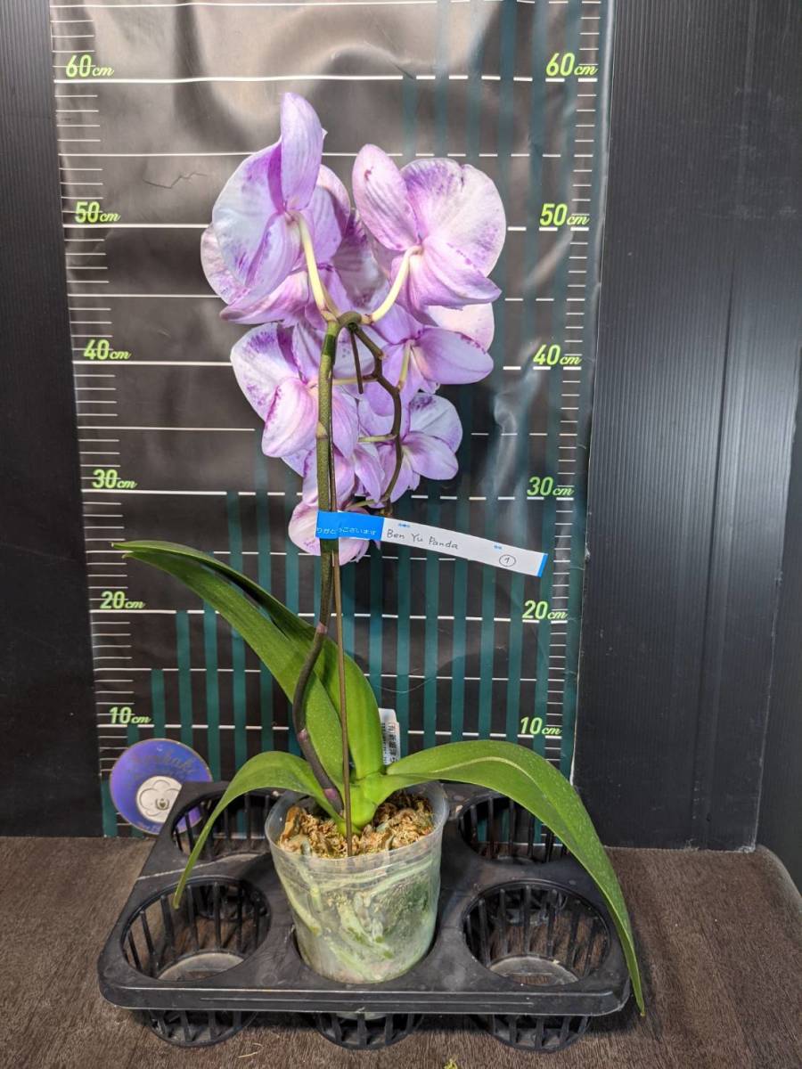 胡蝶蘭まつり最終回 どっしり系見ごたえアリ Phal Ben Yu Panda 1 開花中 ラン 売買されたオークション情報 Yahooの商品情報をアーカイブ公開 オークファン Aucfan Com