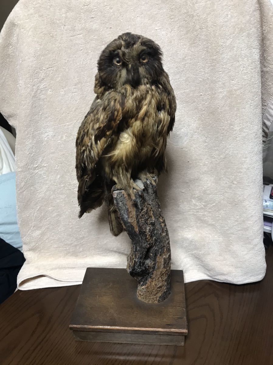 フクロウの剥製です。 科学、自然 アンティーク、コレクション 【公式