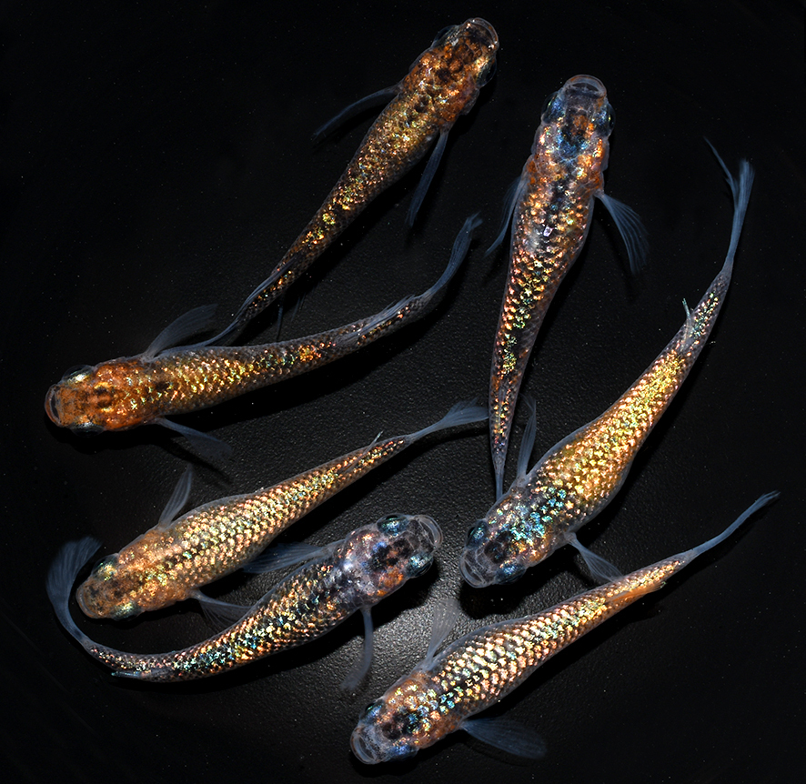 忘却の翼 稚魚 匹 めだか 売買されたオークション情報 Yahooの商品情報をアーカイブ公開 オークファン Aucfan Com