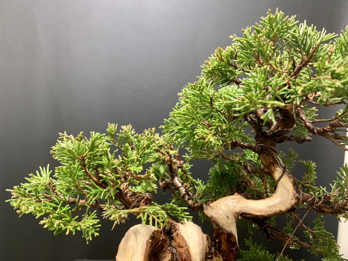 糸魚川真柏》糸魚川 真柏 盆栽 真柏盆栽 樹高40cm / 五葉松 黒松 赤松