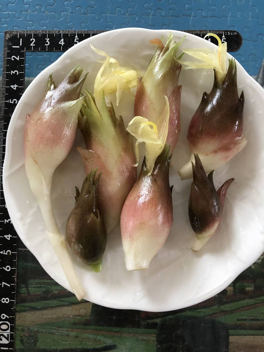 いてから 販売中止 無農薬栽培ミョウガ 茗荷 Zfpiy M ぎたので いてから 販売中止 無農薬栽培ミョウガ 茗荷 Zfpiy M ぎたので