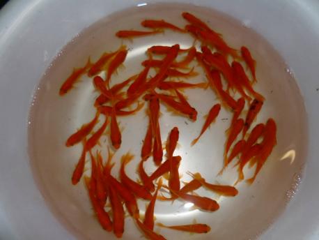 送料無料★小赤 金魚 ５００匹セット
