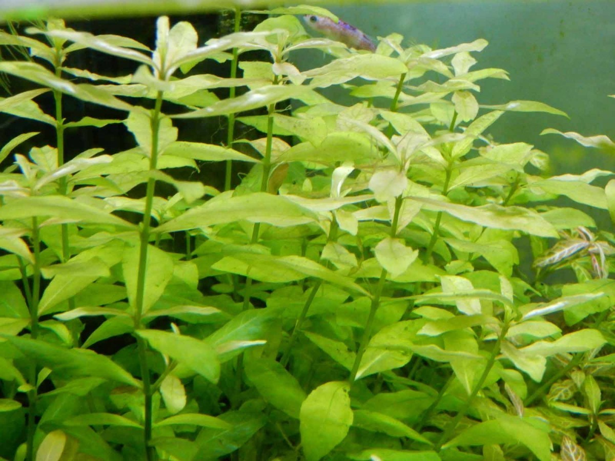 水草 ハイグロフィラ ポリスペルマ 1束 水草 売買されたオークション情報 Yahooの商品情報をアーカイブ公開 オークファン Aucfan Com