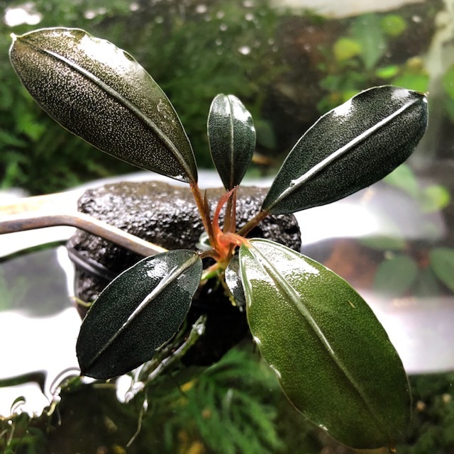 Bucephalandra sp.Dark gray 水草 Bucephalandra sp.Dark gray