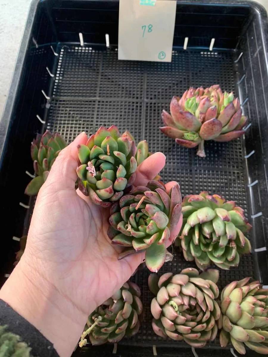 韓国多肉植物 韓国苗 エケベリア Echeveria 78 Gasi 12個 岡山在庫 3 5岡山発送 サボテン 売買されたオークション情報 Yahooの商品情報をアーカイブ公開 オークファン Aucfan Com