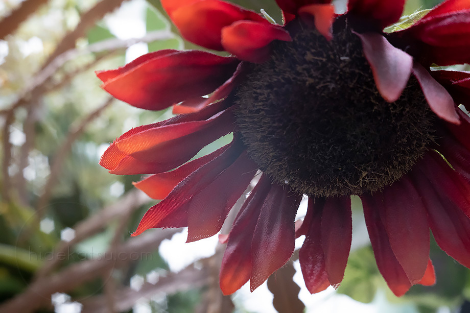 50mm インダスター61 Industar-61 Industar L⁄Z 0 分解清掃済 F2.8 1
