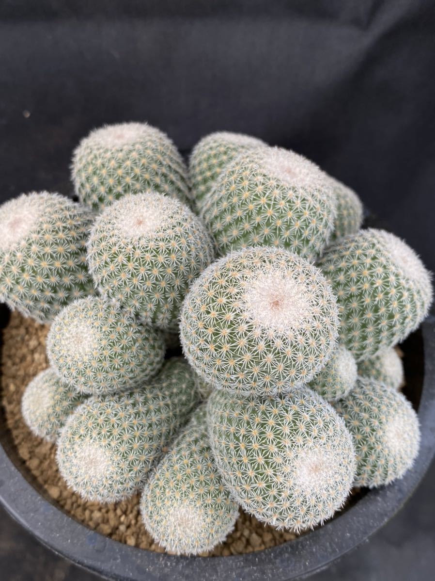 ☆サボテン・多肉植物☆816☆かぐや姫 Epitelantha unguispina