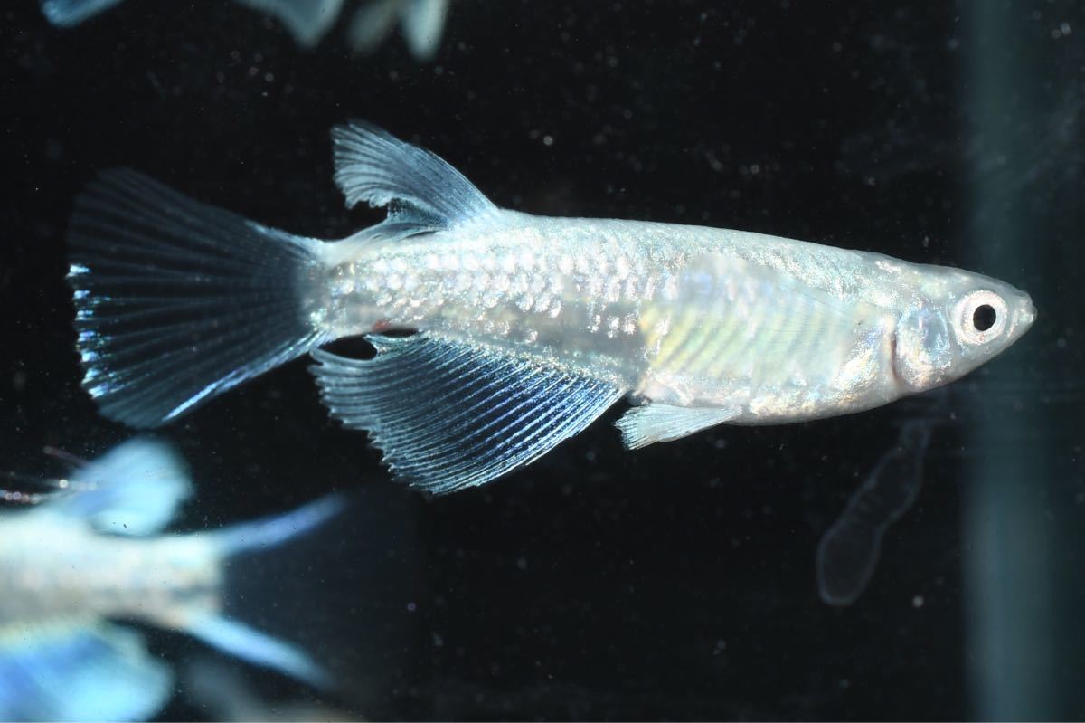 サバンナ】プラチナ星河リアルロングフィン 2ペア＋ヘテロ1ペア 若魚 
