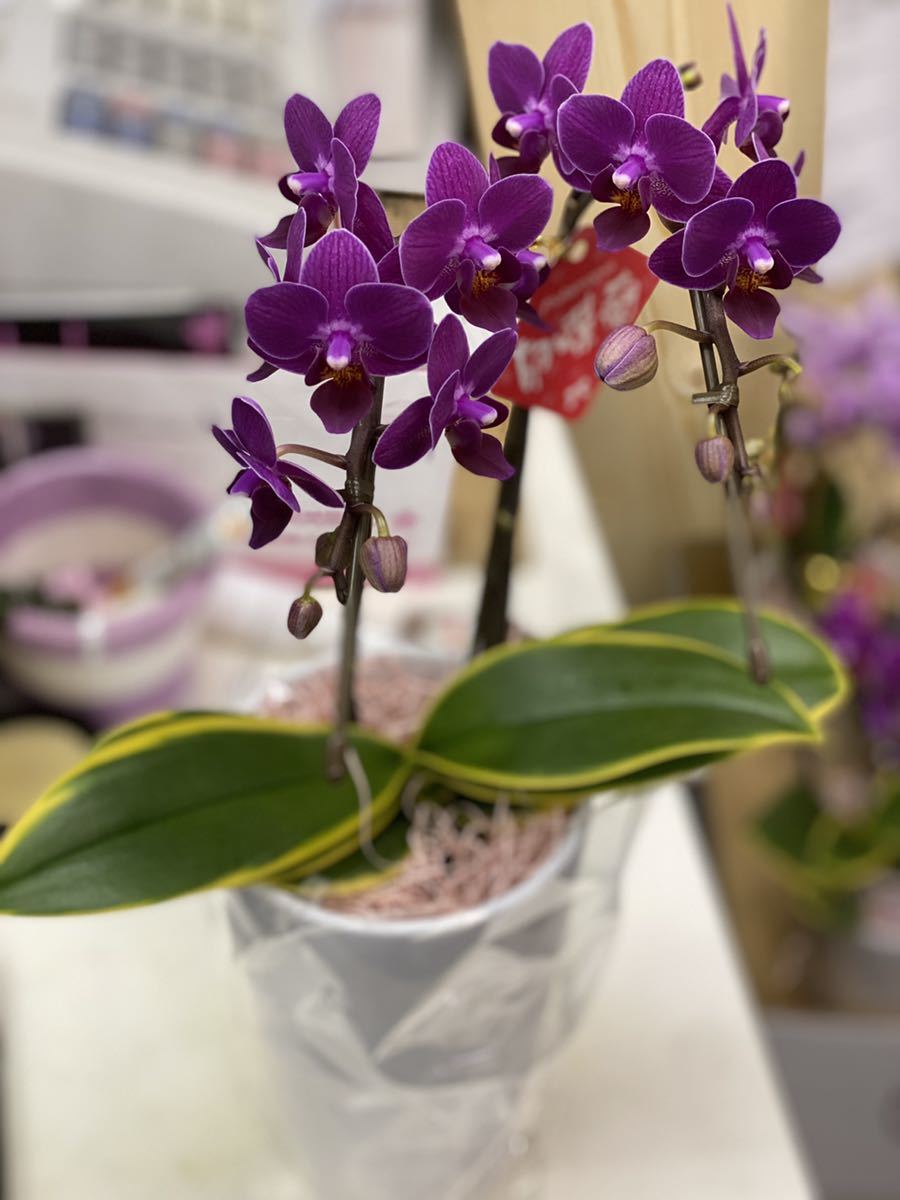 斑入り ファレノミディ ミディ胡蝶蘭 ファレノプシス コチョウラン 洋蘭 ラン 売買されたオークション情報 Yahooの商品情報をアーカイブ公開 オークファン Aucfan Com