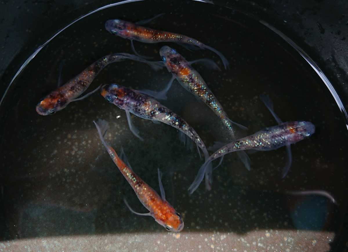 限定になります 東北越冬いろいろめだか有精卵1500個 Aになります 自然を育みましょう Anissharmoury Com