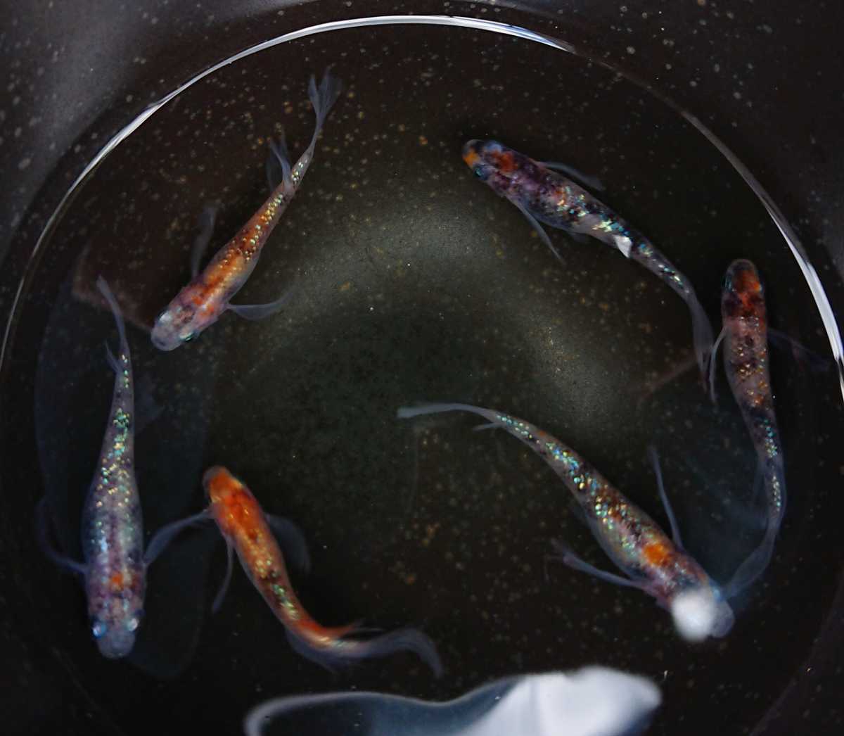 限定になります 東北越冬いろいろめだか有精卵1500個 Aになります 自然を育みましょう Anissharmoury Com