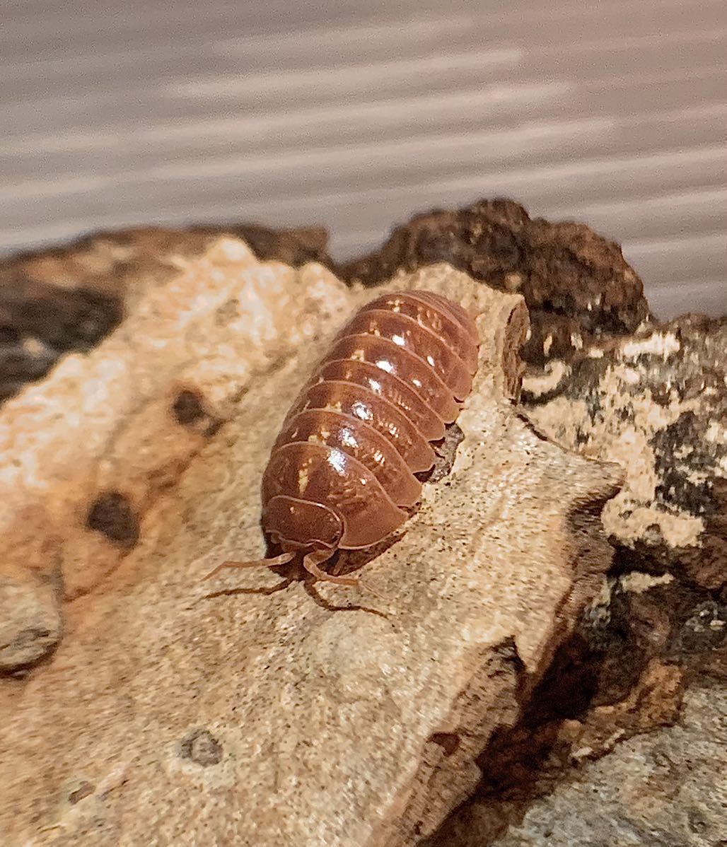 苺 ストロベリー オカダンゴムシ おおきめ幼体5 2匹 ダンゴムシ ワラジムシ 奇蟲 オカダン 美種 Istw 虫類 売買されたオークション情報 Yahooの商品情報をアーカイブ公開 オークファン Aucfan Com