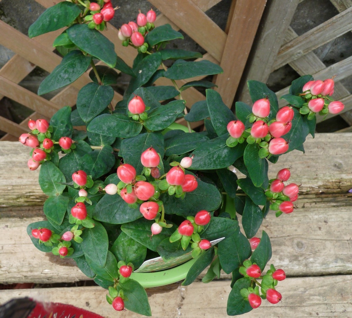 ヒペリカム ジュエリーシリーズ ピンクサファイア 5号 在庫品 現品 同梱可能 9 鉢植え 売買されたオークション情報 Yahooの商品情報をアーカイブ公開 オークファン Aucfan Com