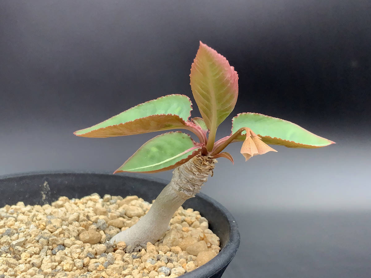 ユーフォルビア(花、園芸)の 2026年最新Yahoo!オークション 多肉植物 