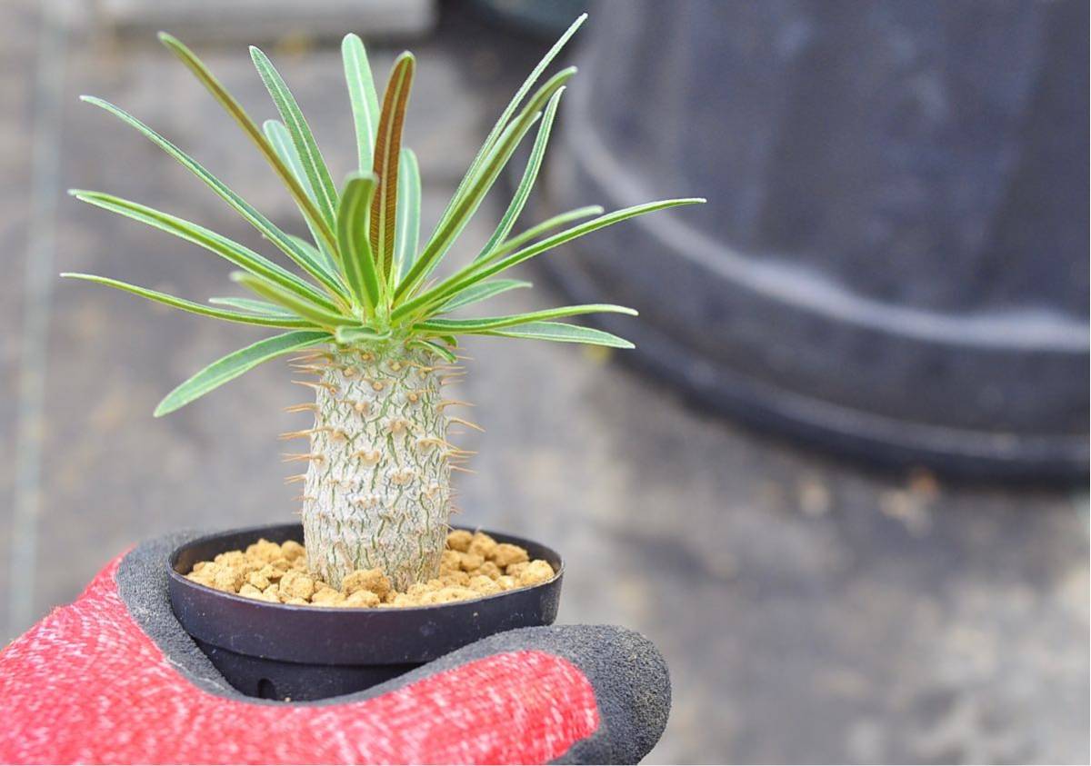 観葉植物 パキポディウム グラキリス 実生