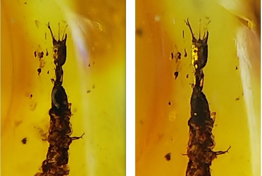 アミメカゲロウ目 - 輝く琥珀色に包まれた、はっきり分かる2匹の虫