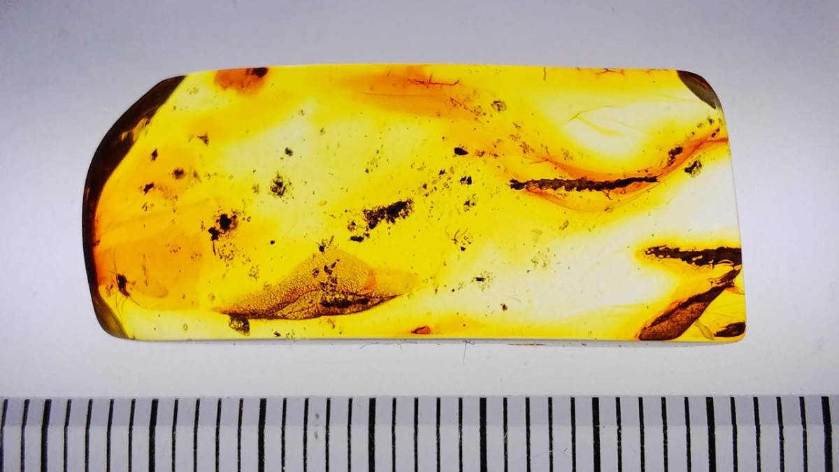 アミメカゲロウ目 - 輝く琥珀色に包まれた、はっきり分かる2匹の虫
