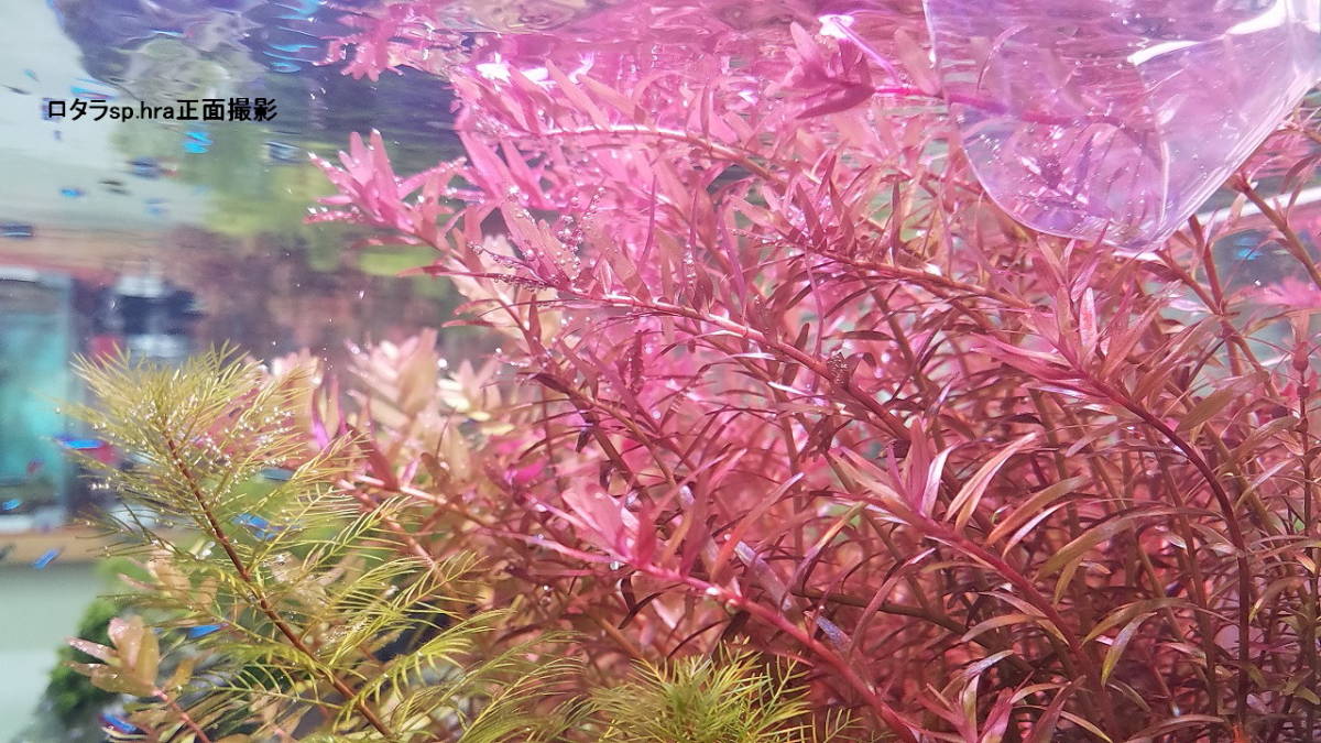 ロタラsp Hra 30本 水草 売買されたオークション情報 Yahooの商品情報をアーカイブ公開 オークファン Aucfan Com