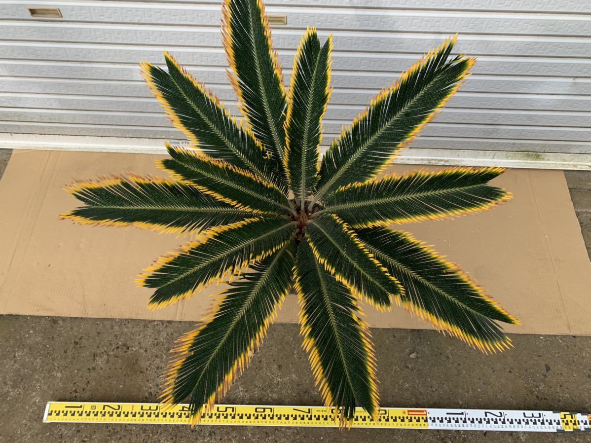 送料込み 金環ソテツ 形状良 庭木 盆栽 鉢植え 現品 金環蘇鉄 送料込み 