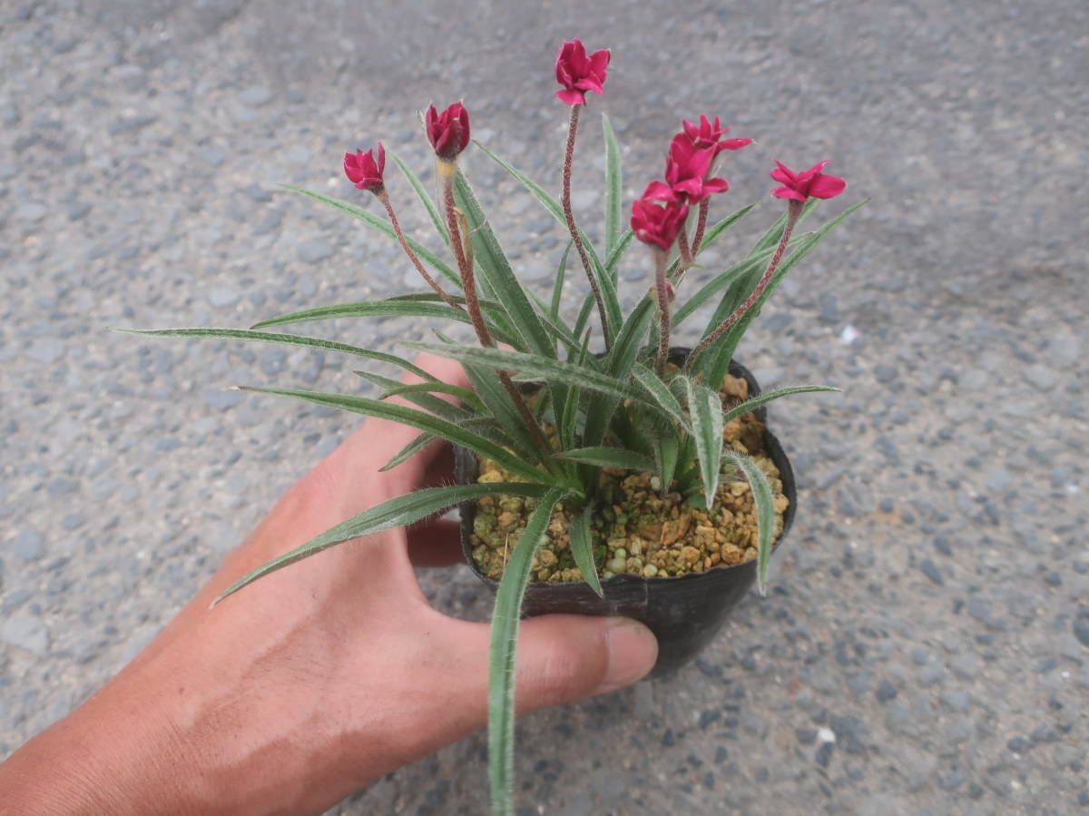 来年用 濃赤 濃色 アッツ桜 ルビーの輝き アッツザクラ ルビー 山野草 花 売買されたオークション情報 Yahooの商品情報をアーカイブ公開 オークファン Aucfan Com