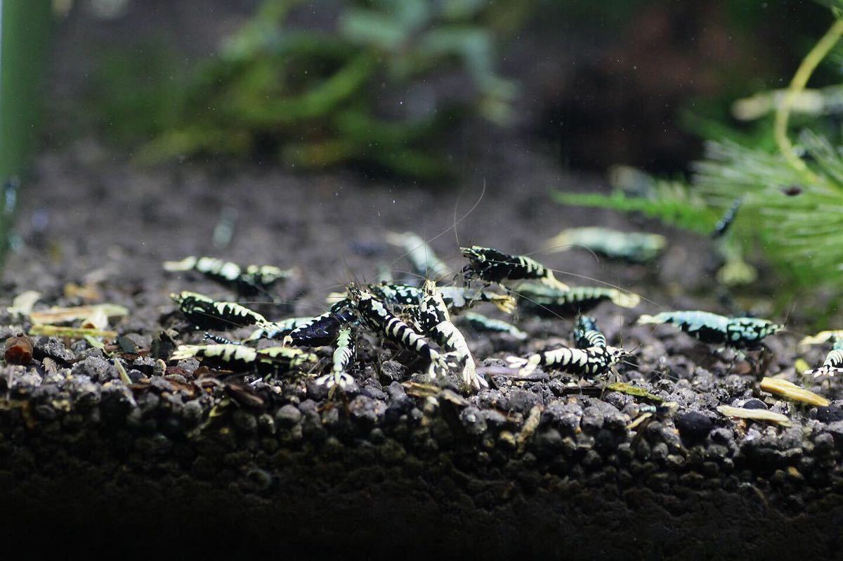 　☆ 博多えび ☆　（若個体10匹）ギャラクシーフィッシュボーン_2