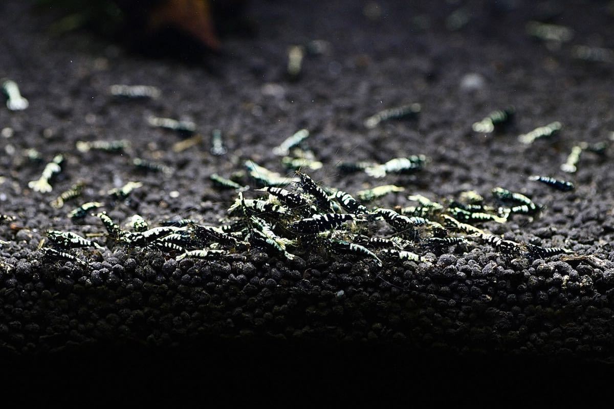 　☆ 博多えび ☆　（若個体10匹）ギャラクシーフィッシュボーン_3