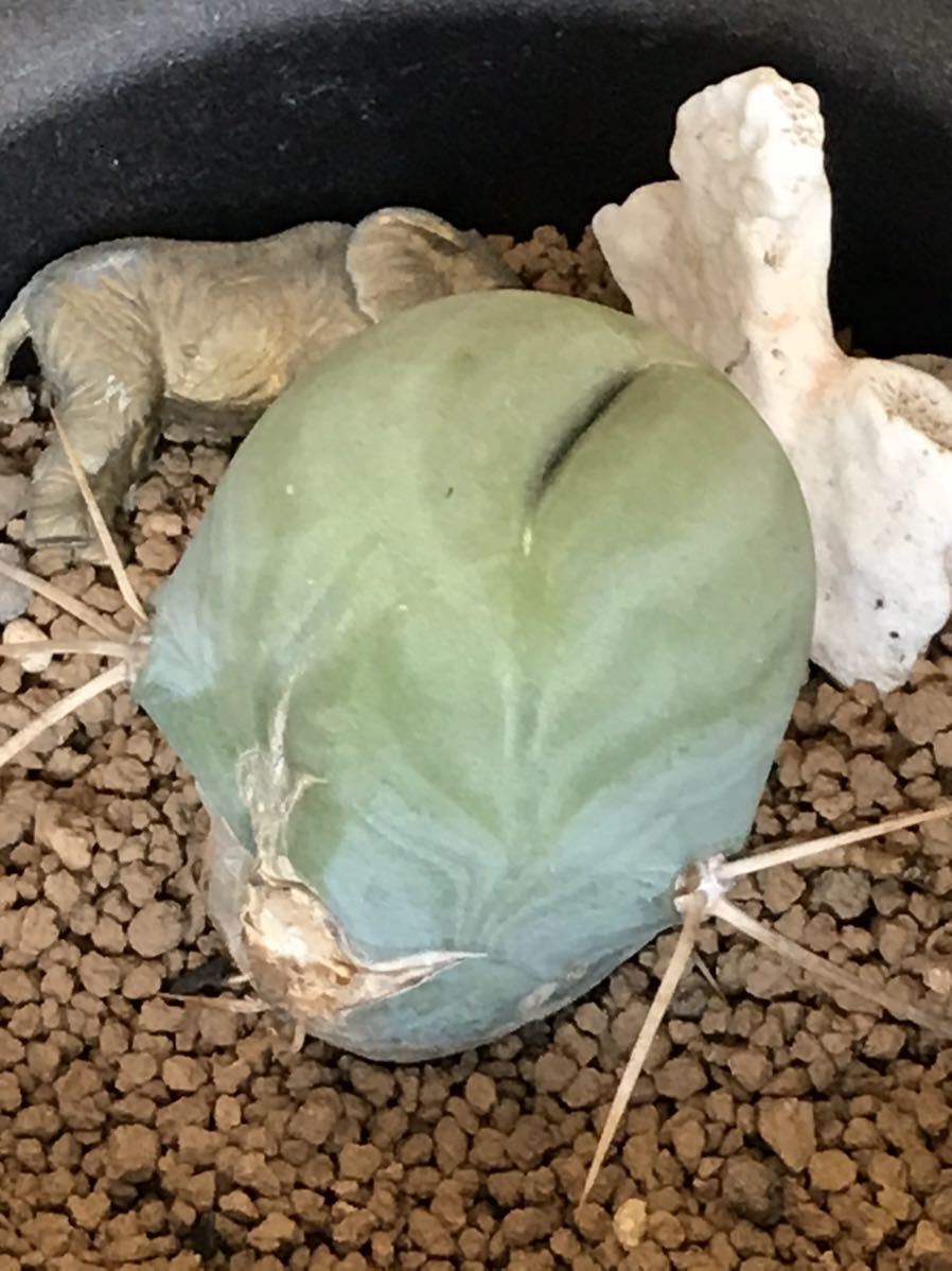 レアサボテンコレクション・トリコセレウス属・珍宝閣綴化inわけけのお店 珍宝閣 | - サボテン：トリコケレウス 楽天ブログ 園芸侍の「なんでも