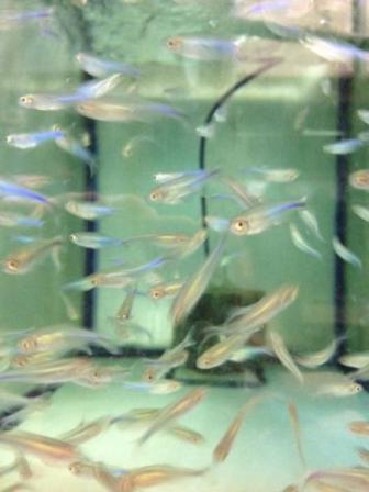 熱帯魚 ブルーテトラ 10匹 テトラ 売買されたオークション情報 Yahooの商品情報をアーカイブ公開 オークファン Aucfan Com