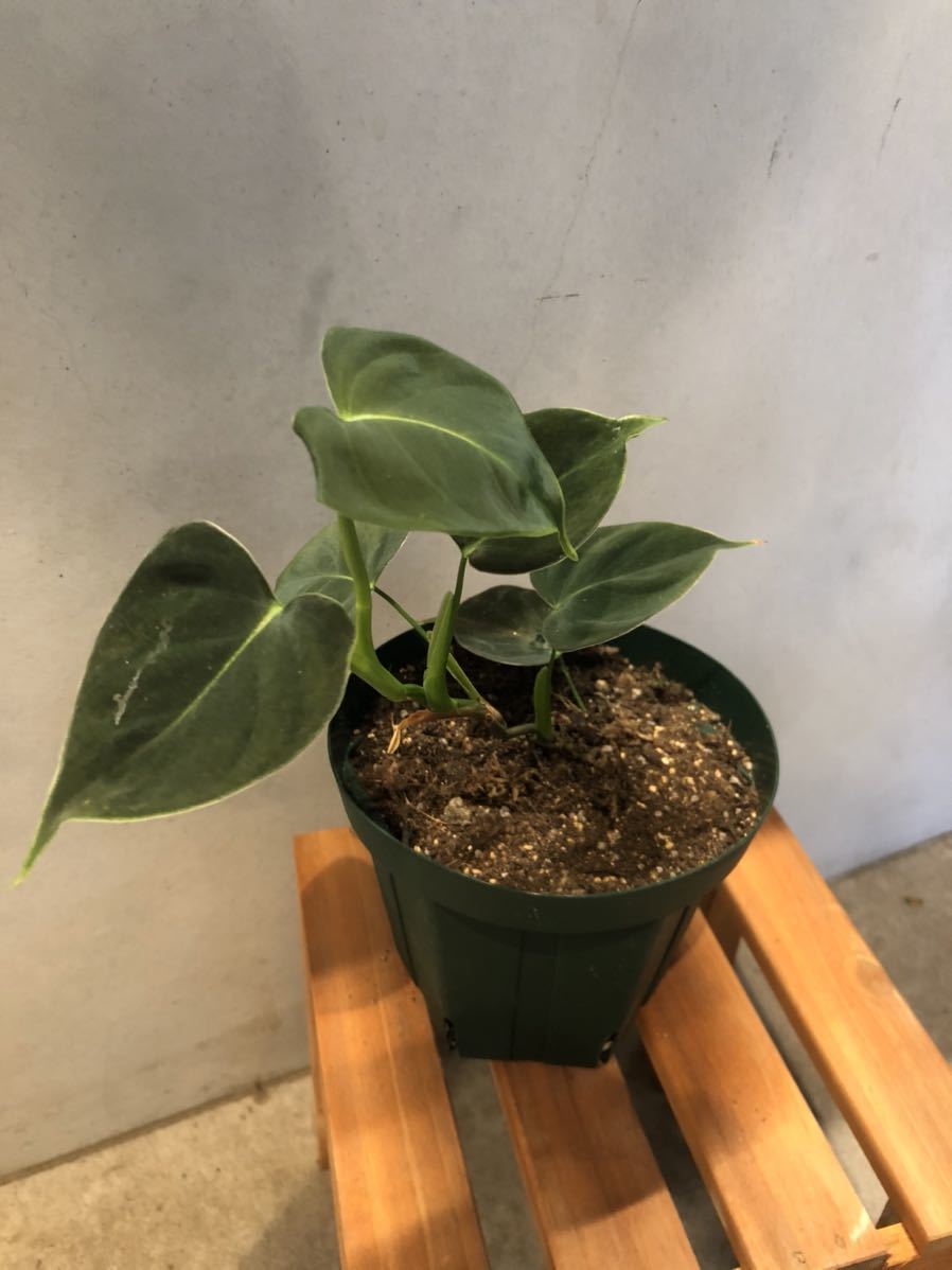 大人気，2026 フィロデンドロン ルピナム PHILODENDRON LUPINUM(観葉植物)｜売買されたオークション情報、yahooの商品情報をアーカイブ公開 - オークファン その他