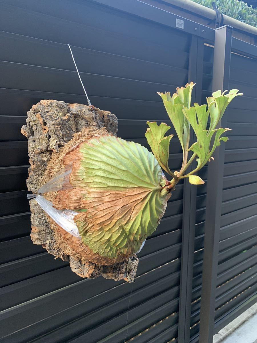 ビカクシダ リドレイ 大株出品ビカクシダ 板付け 【ビカクシダ】P