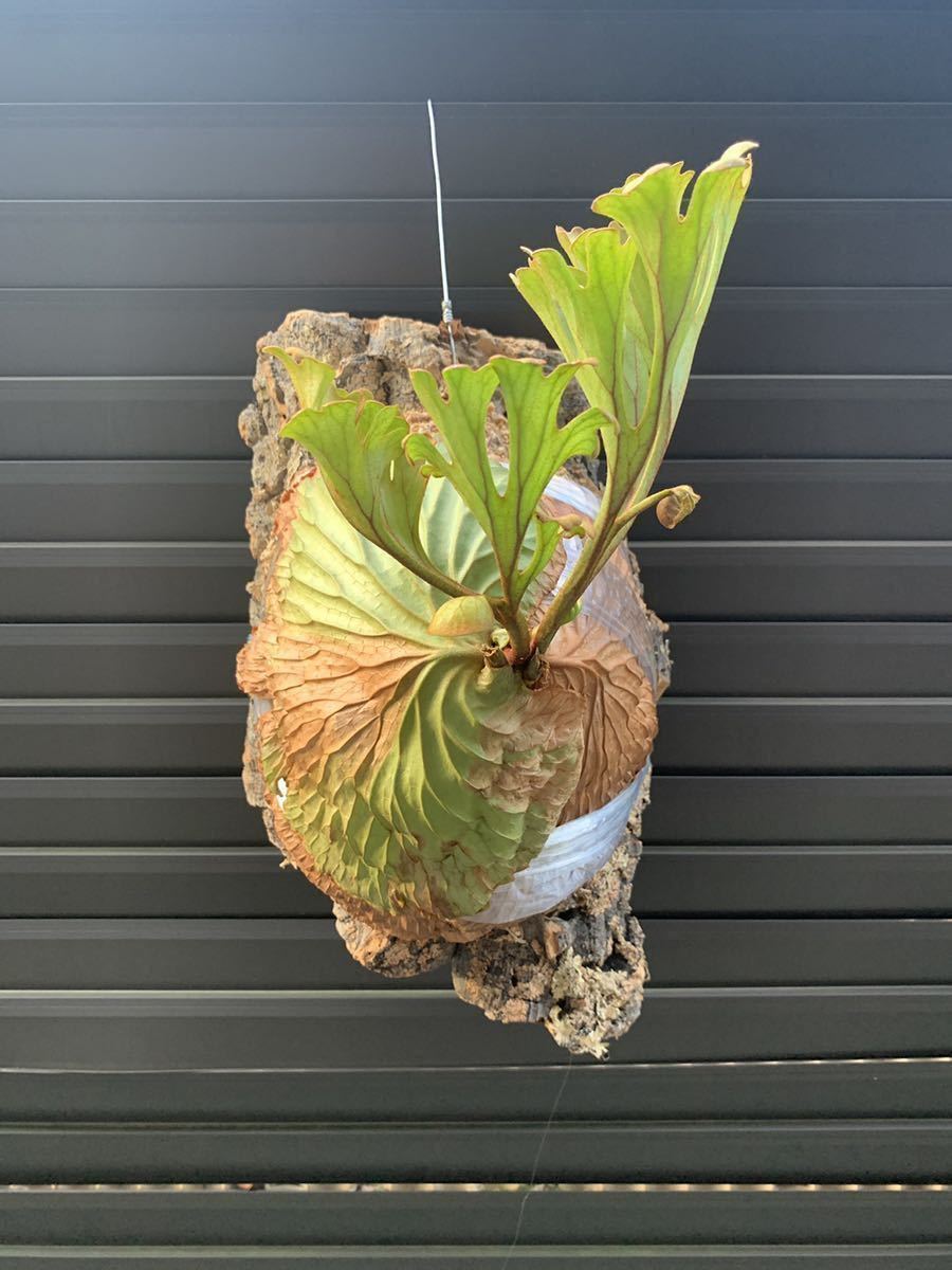 ビカクシダ リドレイ 大株出品ビカクシダ 板付け 【ビカクシダ】P