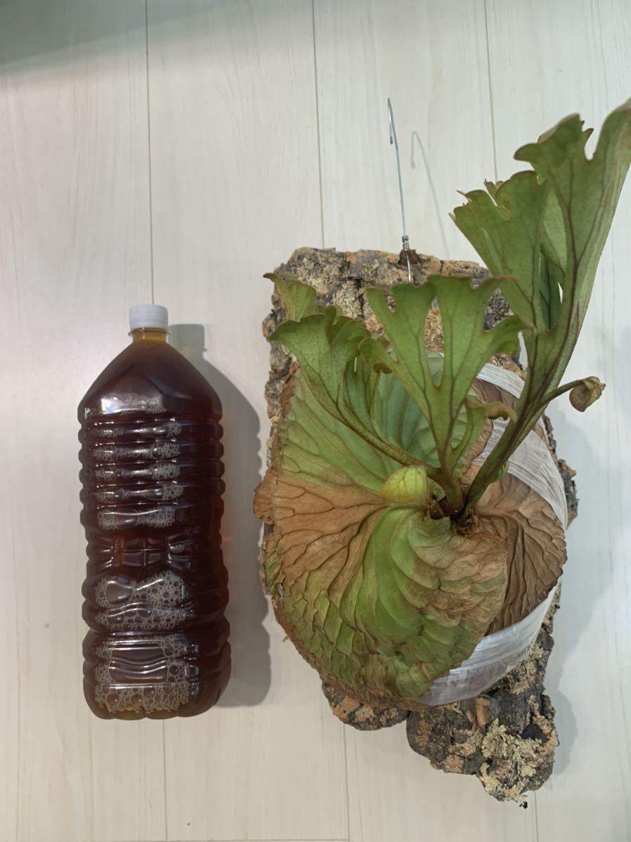 ビカクシダ リドレイ 大株出品ビカクシダ 板付け 【ビカクシダ】P