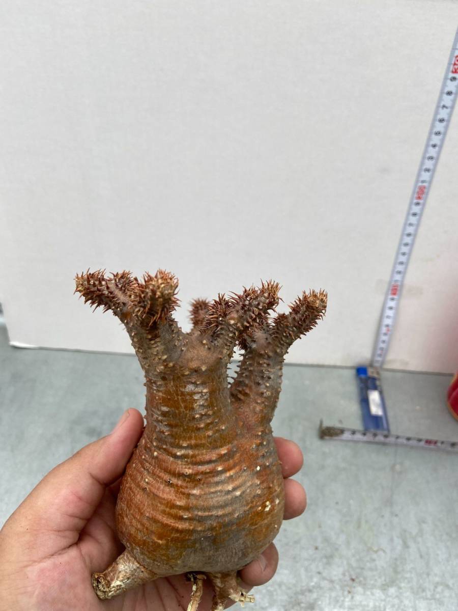キ271 【塊根植物・現地株】パキポディウム マカイエンセ 【7/22最新