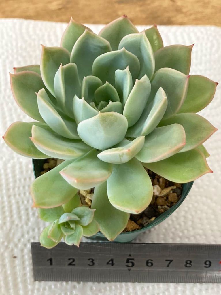 多肉植物 エケベリア ムーンフェアリー 子沢山 サボテン 売買されたオークション情報 Yahooの商品情報をアーカイブ公開 オークファン Aucfan Com
