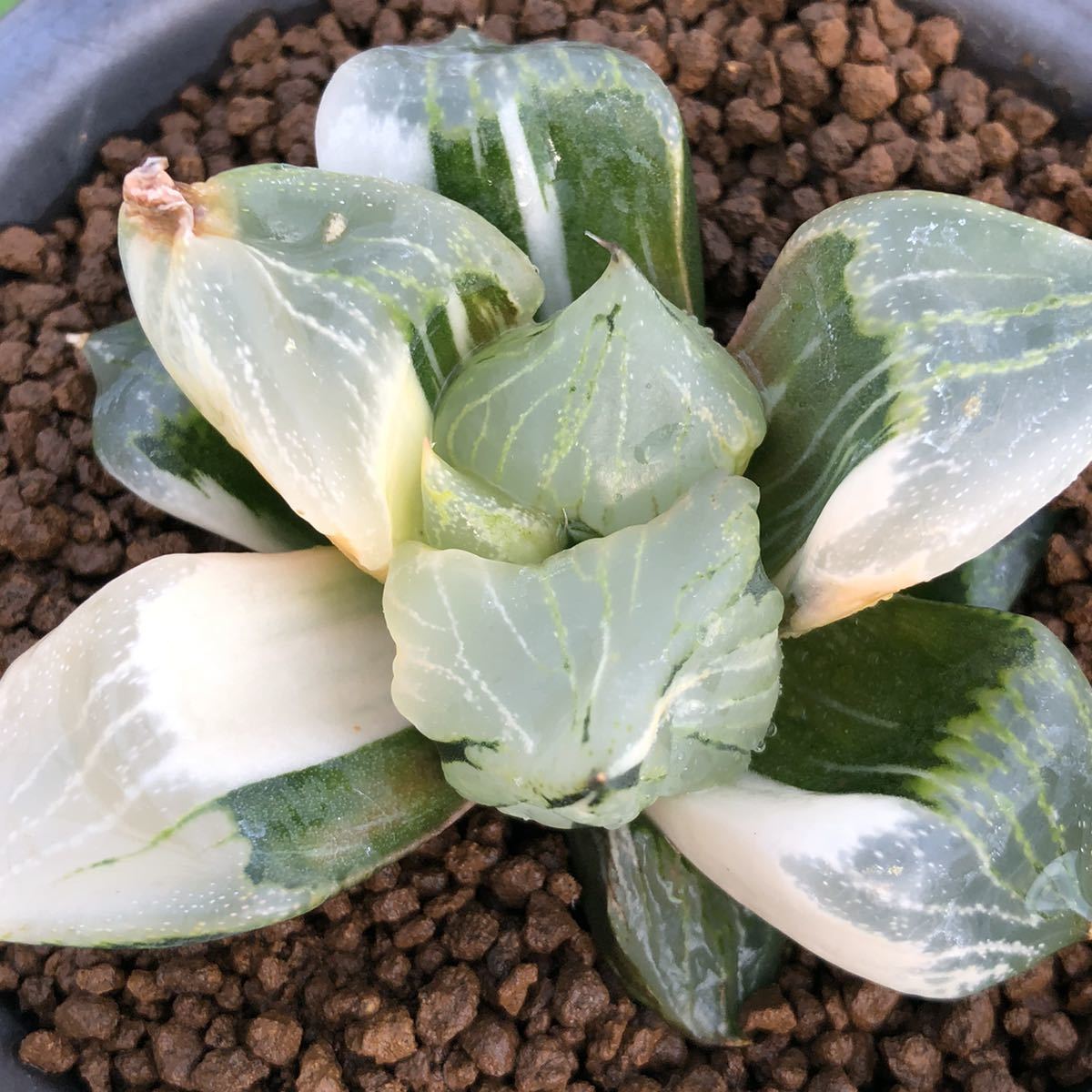 ≧∇≦）多肉植物 ハオルチア 裏般若錦 大株 観葉植物 （≧∇≦）多肉