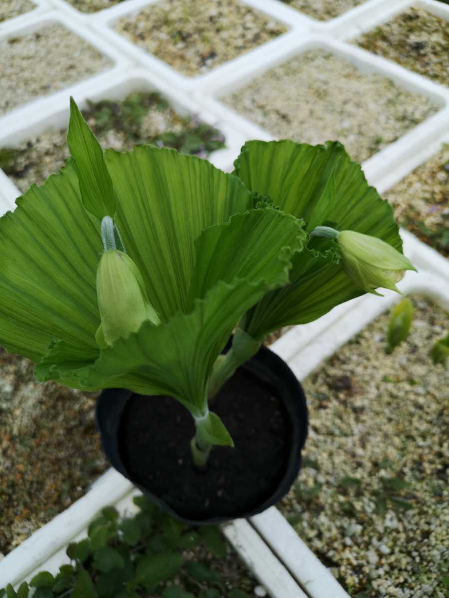 山野草、黄花系（素心）クマガイソウ2芽株 山野草、黄花系（素心