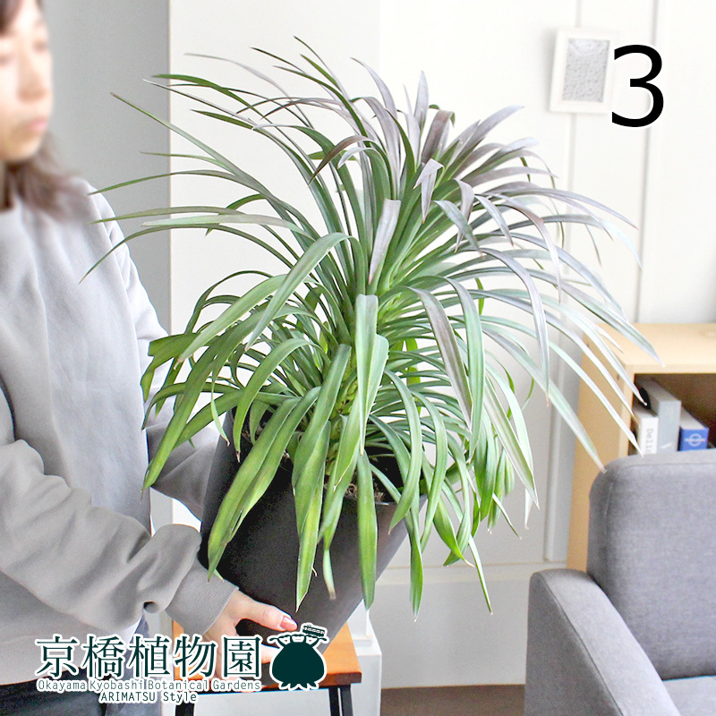 現品】ユッカ・デスメティアーナ 7号 黒鉢(3)Yucca desmetiana 現品】ユッカ・デスメティアーナ 7号 黒鉢(3)Yucca desmetiana