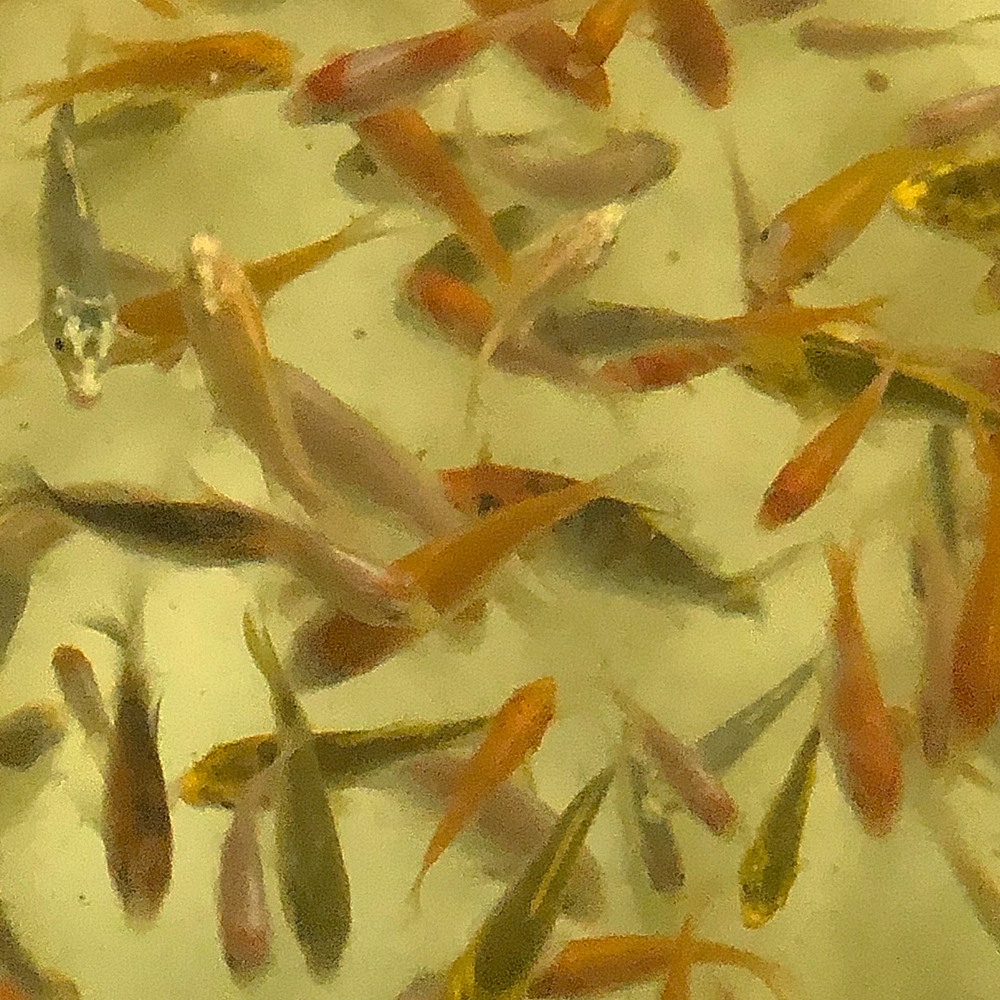 1スタ 錦鯉mix 3cm 5cm前後 稚魚 15匹 紅白 三色 光物 鯉 色鯉 錦鯉 売買されたオークション情報 Yahooの商品情報をアーカイブ公開 オークファン Aucfan Com