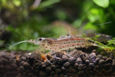 30匹 約2 5cm迄 ヤマトヌマエビ 北海道 沖縄発送は休止中 ヌマエビ 売買されたオークション情報 Yahooの商品情報をアーカイブ公開 オークファン Aucfan Com