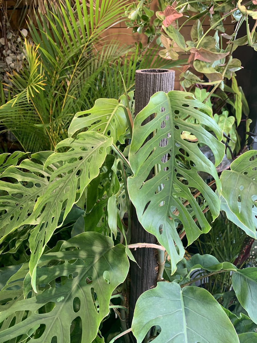 Monstera Dubia モンステラ ドゥビア 大 観葉植物 売買されたオークション情報 Yahooの商品情報をアーカイブ公開 オークファン Aucfan Com