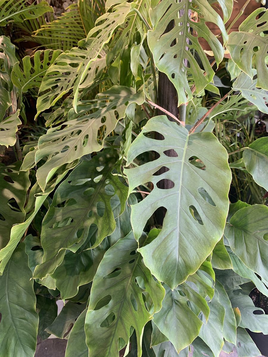 Monstera Dubia モンステラ ドゥビア 大 観葉植物 売買されたオークション情報 Yahooの商品情報をアーカイブ公開 オークファン Aucfan Com