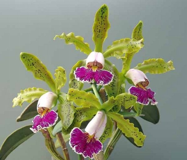 ☆【洋蘭原種】☆ C. schilleriana semi-alba 'Queen Esmeralda' (MC