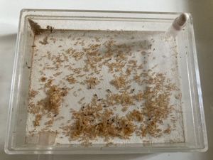 女王アリ 販売