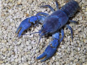 ニホンザリガニの平均価格は31 767円 ヤフオク 等のニホンザリガニのオークション売買情報は92件が掲載されています