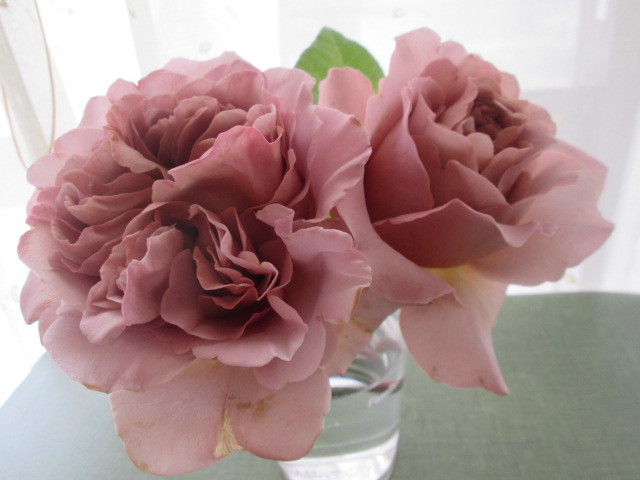 チ*助様 薔薇　バラ苗　接木苗　3年目苗　CHARLOTTE PERR***入手 ジュリア 新苗 バラ苗 (四季咲きハイブリッドティーローズ)花苗新苗4号