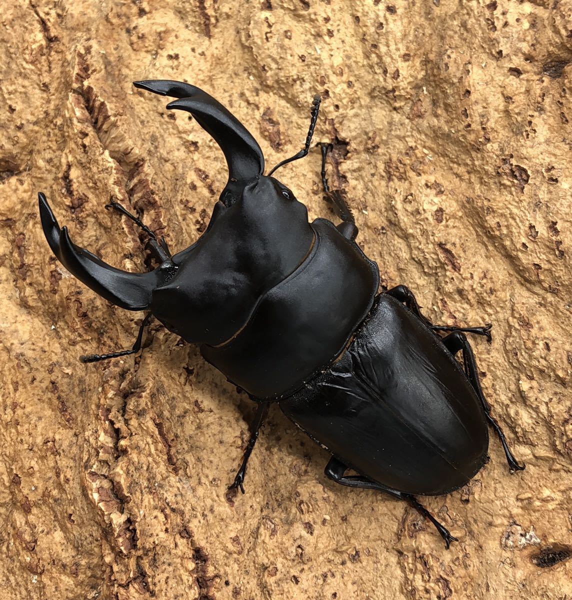 【能勢産SR血統】即ブリ1906 同腹89.0mm 国産 オオクワガタ オス単品 ♂85.6mm 能勢SR_1