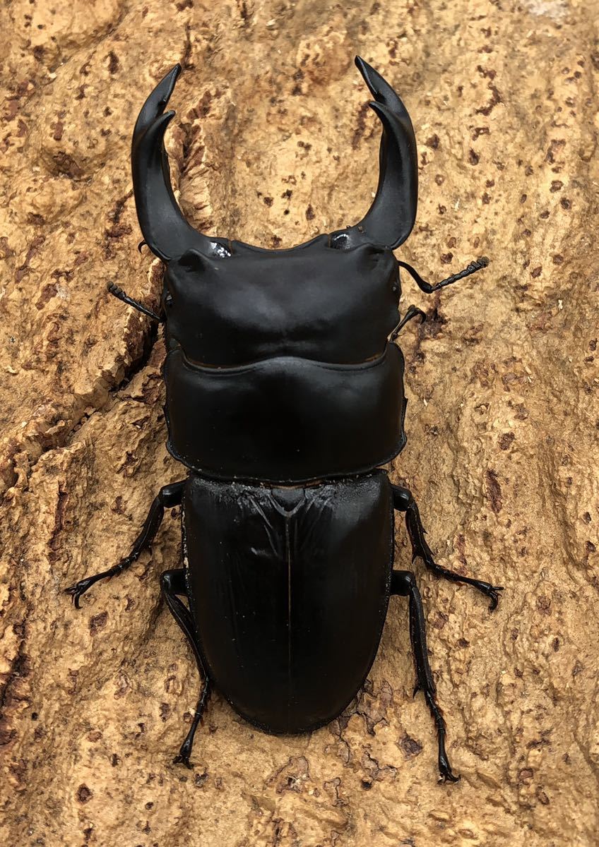 【能勢産SR血統】即ブリ1906 同腹89.0mm 国産 オオクワガタ オス単品 ♂85.6mm 能勢SR_2