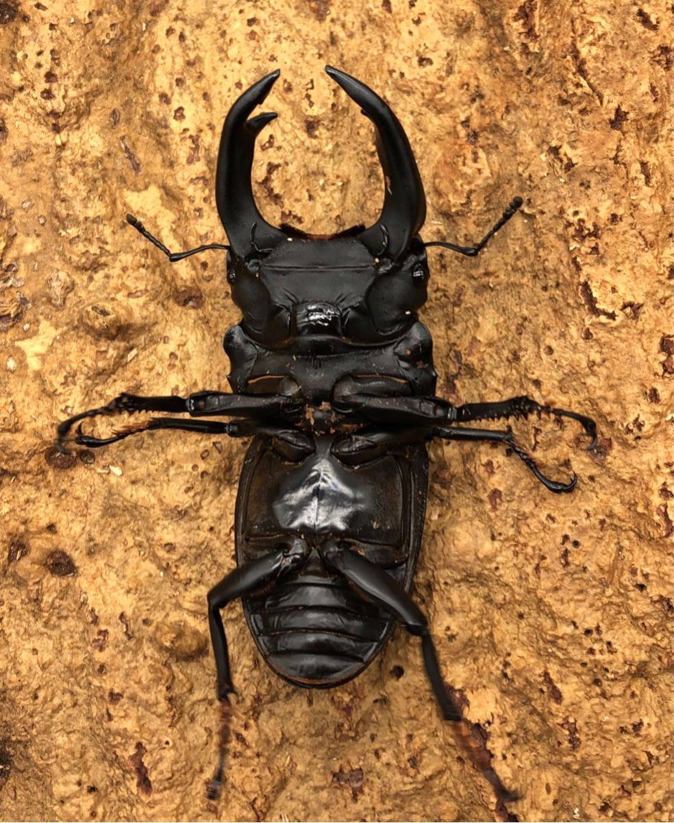 【能勢産SR血統】即ブリ1906 同腹89.0mm 国産 オオクワガタ オス単品 ♂85.6mm 能勢SR_3